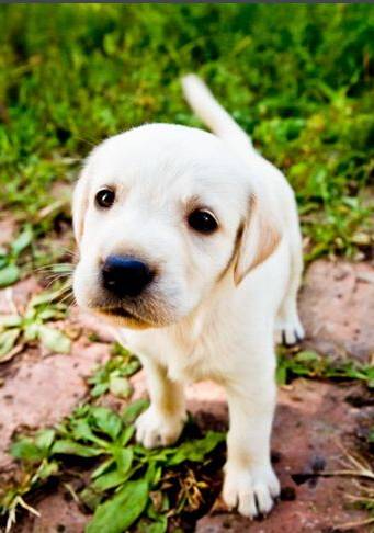 神犬奇兵刘慧琴介绍,神犬奇兵刘慧琴王冠演的是谁 - 电视吧